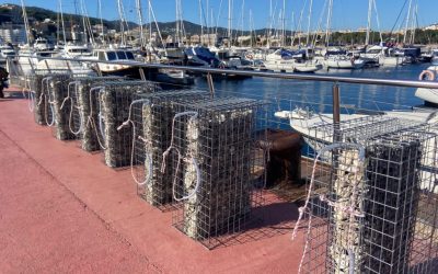 The first 15 Biohut artificial habitats are installed at the CNSFG
